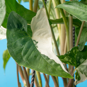 A close-up image of an Albo Syngonium's leaf. It is green foliage with splashes of white variegation. 