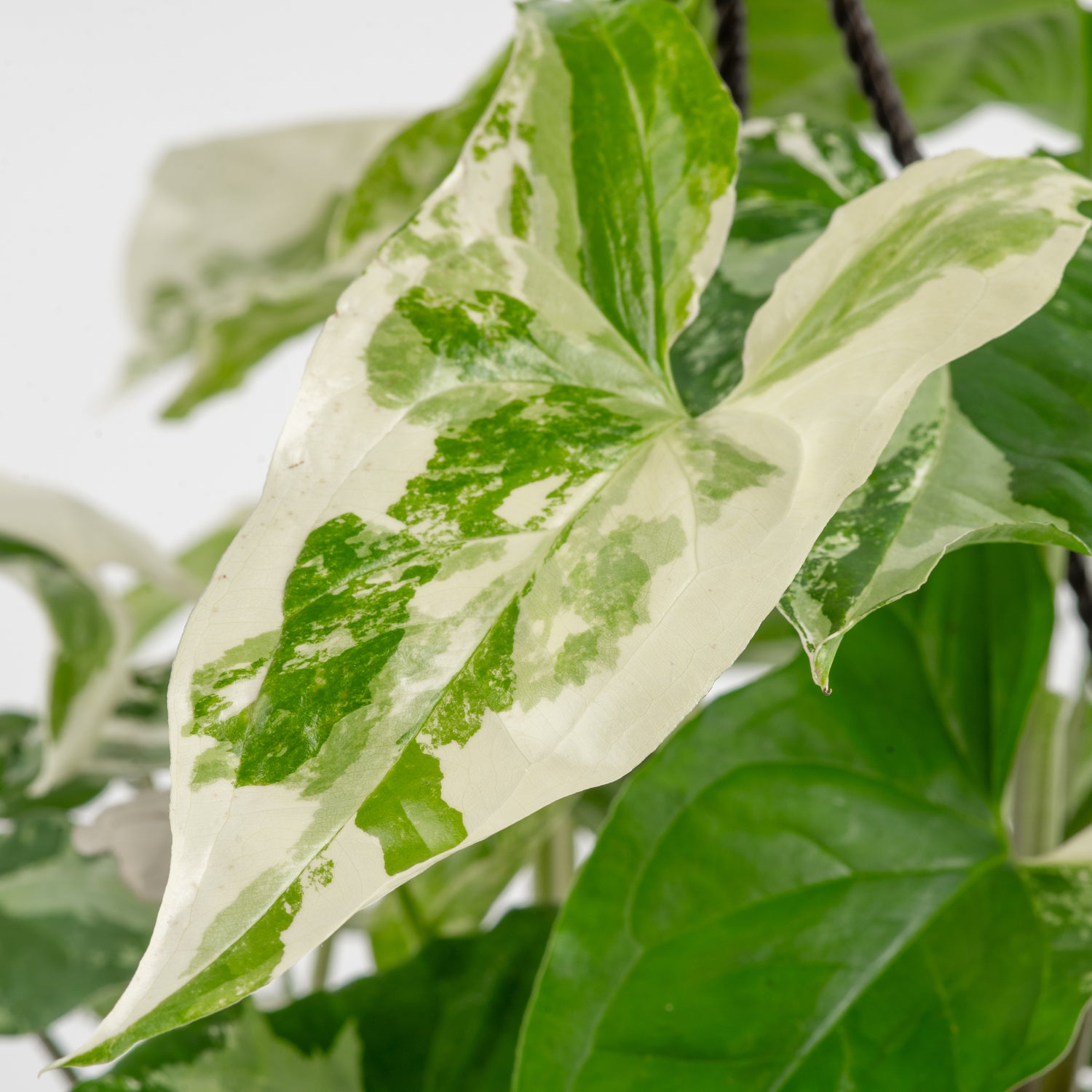 A close-up image of an Albo Syngonium's leaf. It is green foliage with splashes of white variegation. 