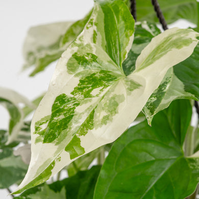 Albo Syngonium