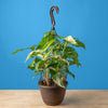 An Albo Syngonium plant sits on a light wooden table. The plant is in a black grower's hanging basket and boasts beautiful green foliage with splashes of white variegation.