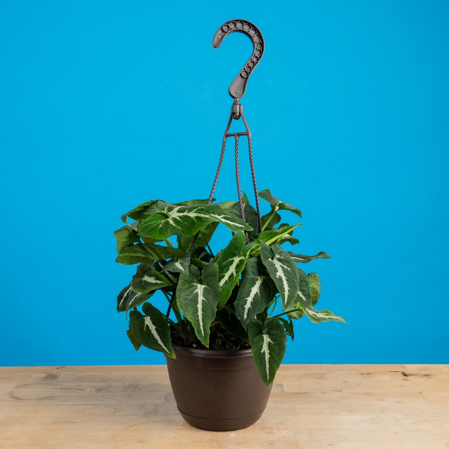 A Black Velvet Syngonium plant sits on a light wooden table with a bright blue backdrop. The plant is in a black grower's hanging basket and has pointed leaves with a white design in the center.  