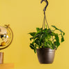 A Black Velvet Syngonium plant hangs from a ceiling with a yellow backdrop. The leaves are pointed with a white design in the center.  