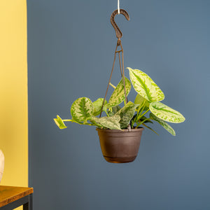 A 6.6in Scindapsus Exotica in a hanging grower's pot with a grey and yellow background. The plant has light green rounded foliage.