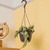 A Variegated Rope Hoya hangs from a ceiling in a black hanging grower's basket.