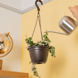 A Variegated Rope Hoya hangs from a ceiling in a black hanging grower's basket. A hand extends out to water the plant with a silver watering can. 