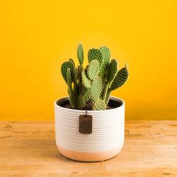 An Opuntia Pallida cacti sits on a light wooden table with a bright yellow backdrop. The cacti is in a two-tone pink  & cream ceramic pot. This cactis has a cluster of petals growing upwards with tiny fuzzy spikes. 