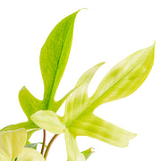 A close up of the Philodendron Florida Ghost plant's leaves. The leaves ae a mix of bright lime green and dark green. 