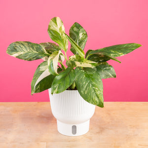 A Monstera Lechleriana Albo plant in a white self-watering decor pot sits on a light-wood table with a right pink backdrop. The foliage is green with splashes of creamy white.