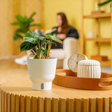 A 6in Philodendron Verrucosum plant sits on a light wooden table with a person reading a book in the background. The leaves are a stunning green foliage which are arrow shaped and have a velvety texture. 