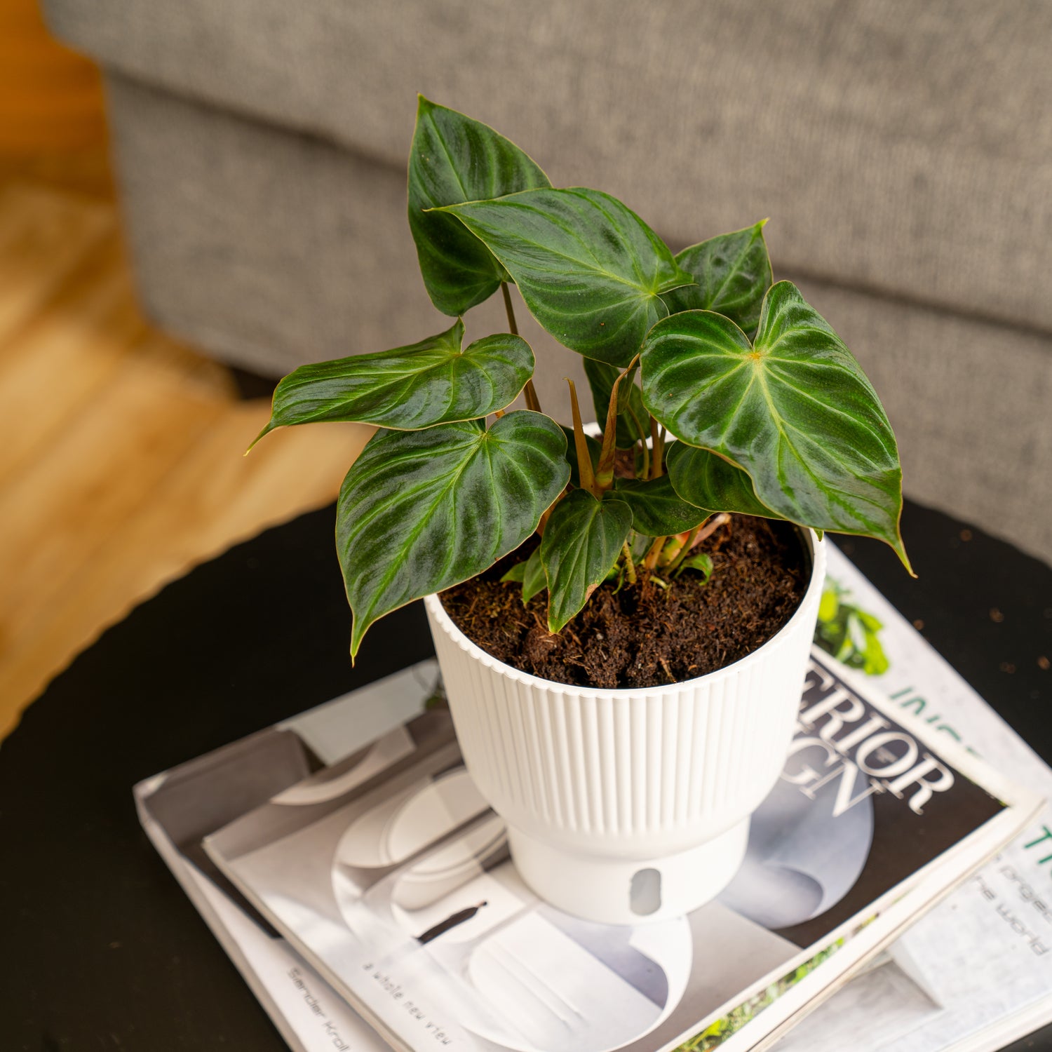 A 6in Philodendron Verrucosum plant sits on a black round table atop of a stack of magazines. The leaves are a stunning green foliage which are arrow shaped and have a velvety texture. 