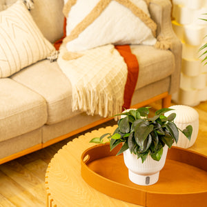 A 6in Scindapsus Black Mamba plant sits on a light wooden table in a white decor self-watering container. The backdrop is a living room setting, and the leaves of the plant are a beautiful dark emerald, green. 