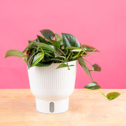 A Pothos Neon Joy plant rests on a light wooden table with a bright pink backdrop. The plant is inside a white self-watering decor pot. The foliage is a bright neon green color with splashes of dark green. 
