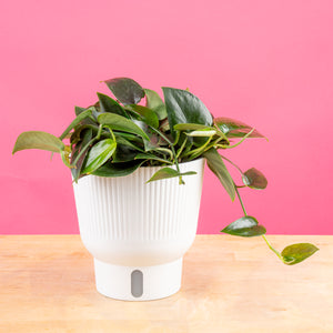 A 6in Scindapsus Black Mamba plant sits on a light wooden table in a white decor self-watering container. The backdrop is a bright pink, and the leaves of the plant are a beautiful dark emerald, green. 