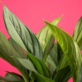 A close-up imafe of the Scindapsus Perakensis plant foliage.