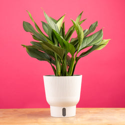 A Pothos Neon Joy plant rests on a light wooden table with a bright pink backdrop. The plant is inside a white self-watering decor pot. The foliage is a bright neon green color with splashes of dark green. 