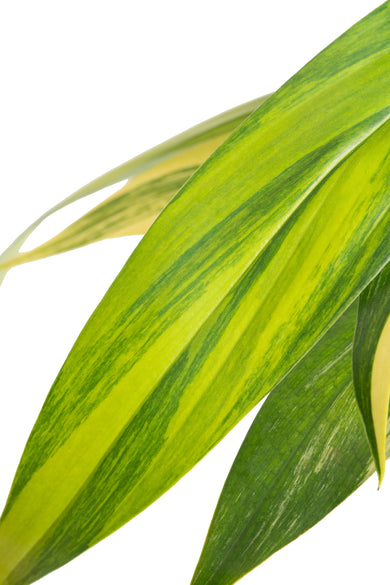 Epipremnum amplissimum Variegated