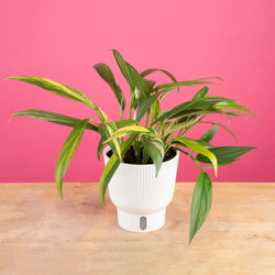 Dieffenbachia | medium