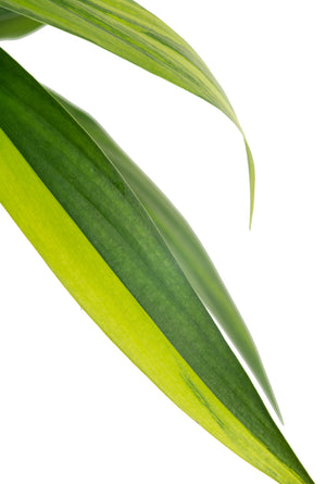 Close-up foliage of the Pothos Variegated Amplissimum. The leaves are a vivid dark green with lime green accent. 