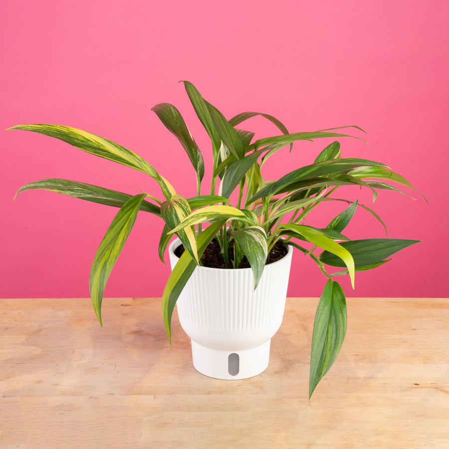 A Pothos Variegated Amplissimum plant sits on a light-wooden table with a bright pink backdrop. The plant has stunning lime green and dark green foliage and sits in a white self-watering decor planter. 