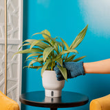 The Epipremnum Aplissimum plant sits on a round black coffee table with a blue backdrop. The leaves, you can see the silver streaks within the green pointed leaves. 