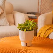 A Pothos Neon Joy plant sits on a bright yellow cofee table. The backdrop is a beautifully decorated living space with a white fuzzy couch and yellow throw blanket. 