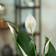 cost of peace lily Peace Lily