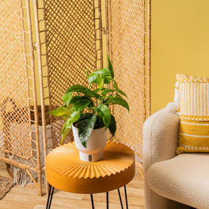 An Albo Pothos plant in a 6in diameter white self-watering container sits on a bright orange coffee table. It is in a beautifully decorated living space. 