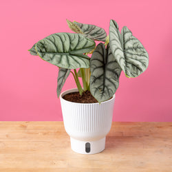 A Monstera Cobra plant sits on a light wooden table with a bright pink backdrop. The foliage is a dark green with white variegation. The leaf shape is a rounded-pointed shape. 