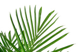 Bamboo Palm | large