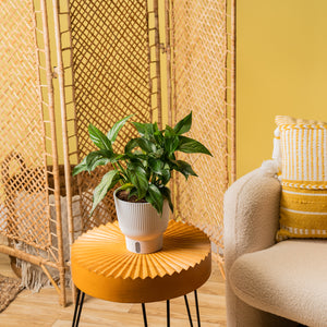 A Baltic Blue plant sits on a bright orange round coffee table with a beautifully decorated living room. The plant has beautiful, pointed foliage with unique split leaves.