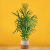 Large bamboo palm plant in two-tone weave basket with yellow background.