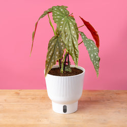 An Albo Pothos plant in a 6in diameter white self-watering container sits on a light wooden table with a bright pink backdrop. The leaves are pointed and vine downwards with green and white variegated foliage. 