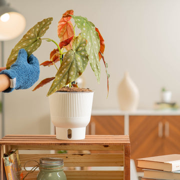 A medium 6in Begonia Maculata plant sits on a light wooden shelf.   A hand wearing fuzzy blue gloves extends out to tend the plant. The plant has unique large, skinny pointed leaves with white dots and red under the foliage. It is inside a white self-watering decor container. 