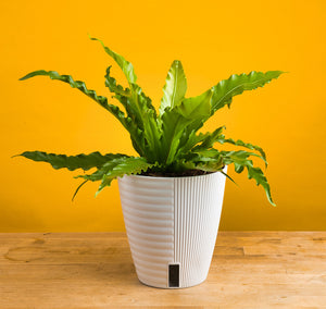 A bird's nest fern in a white self-watering decor container. The leaves are shaped like squiggles and are a vibrant green. 