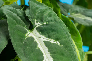 A Black Velvet Syngonium plant closeup, the leaves are pointed with a white design in the center.  