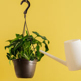 A Black Velvet Syngonium plant hangs from a ceiling with a yellow backdrop. A white watering can extends out to water the soil. The leaves are pointed with a white design in the center.  