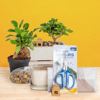 bonsai versand DIY Bonsai Kit – Costa Farms