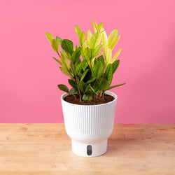 A Monstera Cobra plant sits on a light wooden table with a bright pink backdrop. The foliage is a dark green with white variegation. The leaf shape is a rounded-pointed shape. 