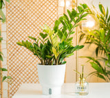 A Chameleon ZZ plant sits on a white coffee table with a Costa Farms glass & gold mister to its' right. The plant has stunning green and light green leaves showing an array of green shades. It is inside a white self-watering decor container. 