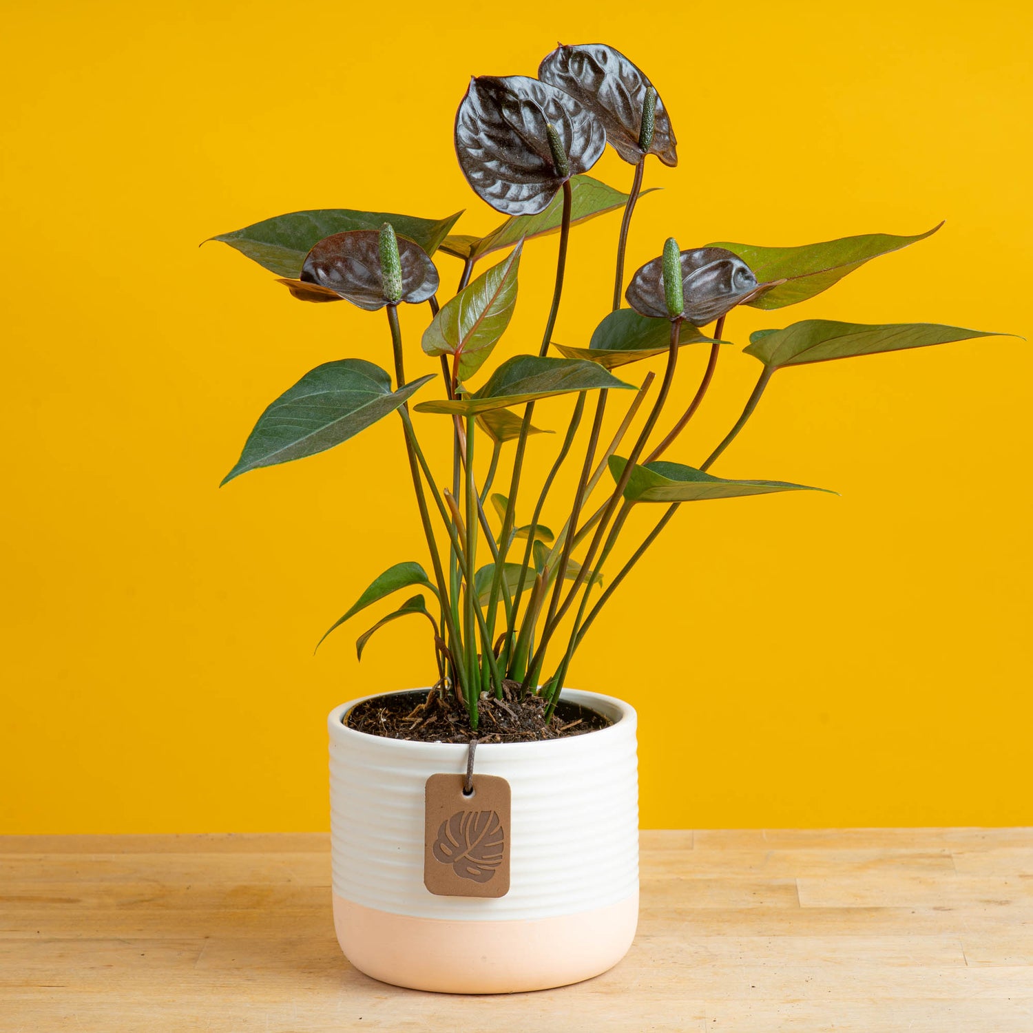 A small Chocolate Anthurium plant in a cute pink & white ceramic pot with a yellow backdrop. The blooms are a beautiful chocolate color. 