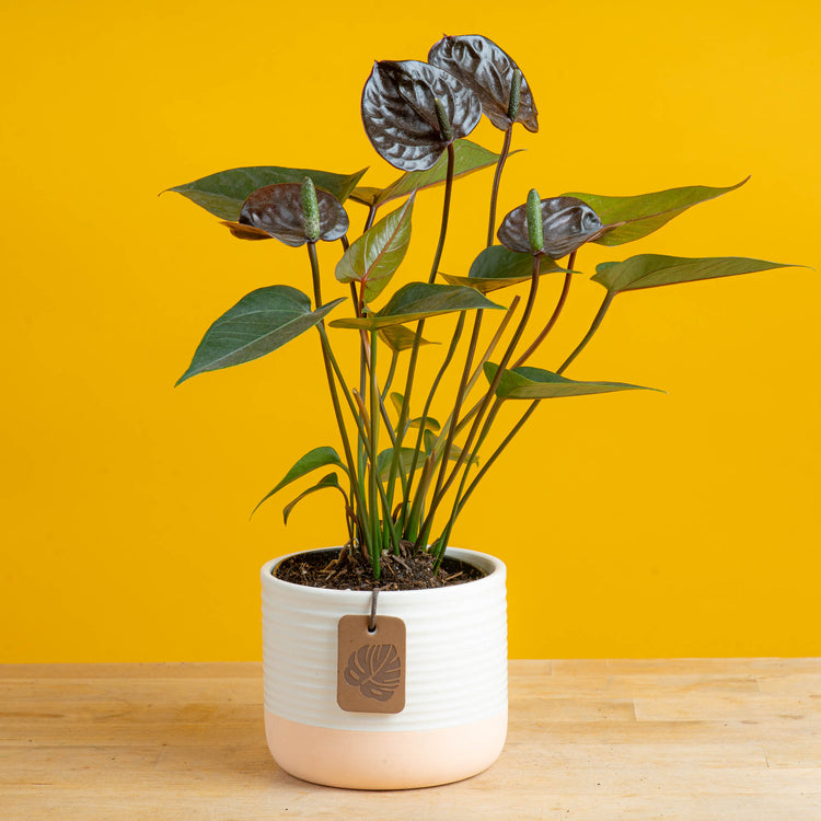 cream anthurium Chocolate Anthurium
