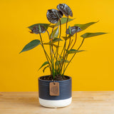 A small Chocolate Anthurium plant in a cute blue & white ceramic pot with a yellow backdrop. The blooms are a beautiful chocolate color. 