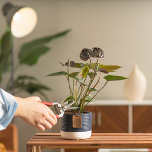 A small Chocolate Anthurium plant in a cute blue & white ceramic pot. A hand extends out to water the soil with a silver watering can. The blooms are a beautiful chocolate color. 