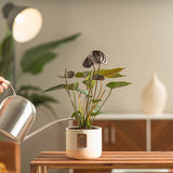 A small Chocolate Anthurium plant in a cute pink & white ceramic pot. A hand extends out to water the soil with a silver watering can. The blooms are a beautiful chocolate color. 