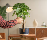 A medium sized Money Tree plant sits on a wood table. A hand extends out with a pair of shears to trim the plant. The foliage is green and the trunk is braided. It is inside a blue & white ceramic container. 