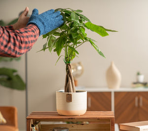 A medium sized Money Tree plant sits on a wooden shelf. A hand wearing blue fuzzy gloves reaches out to tend the plant. It is in a pink & white ceramic pot.