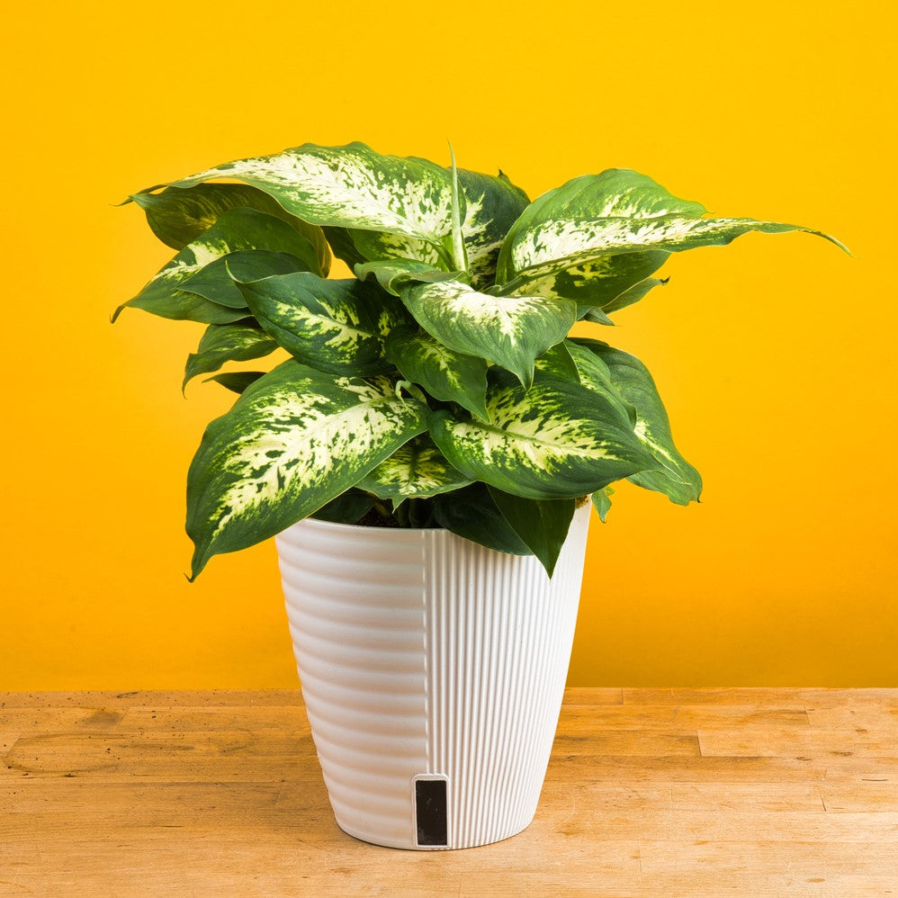 A medium sized Dieffenbachia plant sits on a light wooden table with a yellow backdrop. The plant has green leaves with white splashed in the center and is in a white self-watering decor container. 