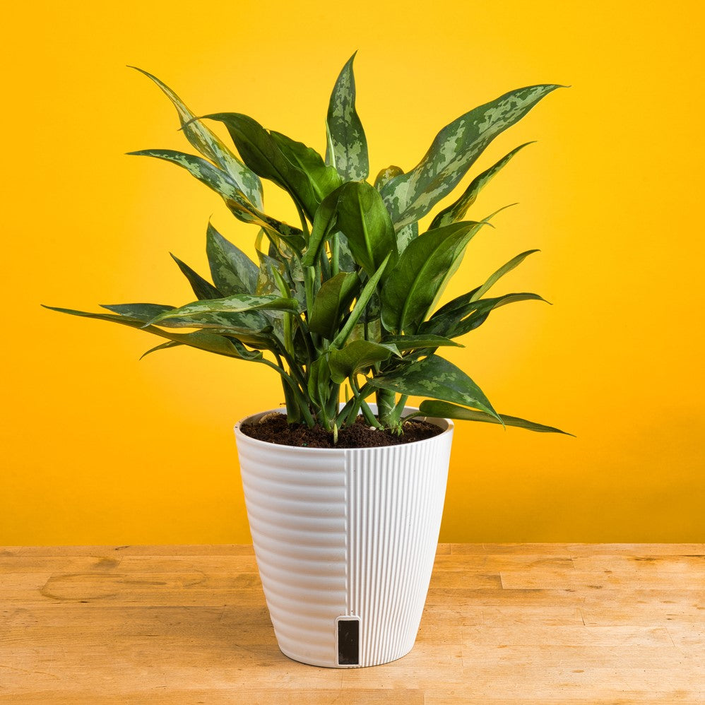 An Emerald Beauty plant sits on a light wooden table with a bright yellow backdrop. It is in a white self-watering decor container. The leaves are dark green with splashes of light green. 