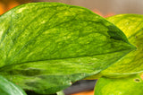 A close-up foliage image of the Lemon Top plant. The leaf has varying shades of green. 