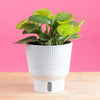 A Lemon Top pothos plant sits in a white self-watering decor pot. It is on a light-wooden table with a bright pink backdrop. The foliage showcases different splashes of green from dark to vibrant. 